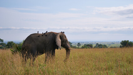 African elephant side profile with birds.
Side profile of a wild African elephant with birds on tall grass at Murchison Falls, Uganda. A natural wildlife edit highlighting texture.