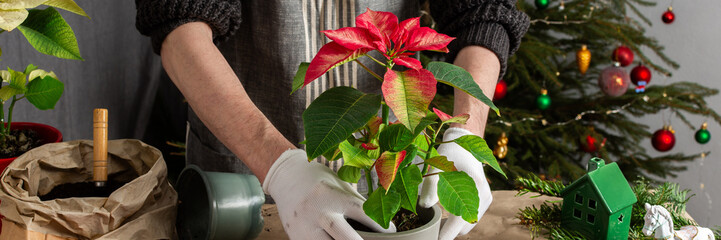A cozy holiday scene with a man repotting Poinsettia flowers by a Christmas tree, capturing the...