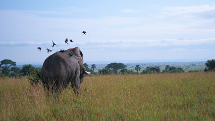African elephant with birds in flight.
Wild African elephants on the savanna with birds taking off in flight at Murchison Falls National Park, Uganda. A powerful wildlife moment.