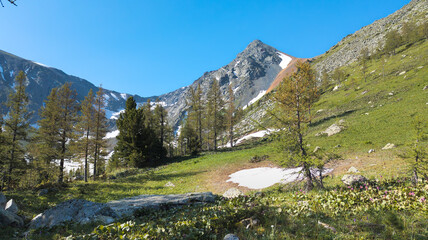 A vibrant mountainside scene with green grass, snow patches, pine trees, and distant snowy peaks under a clear blue sky, showcasing a contrast of colors and textures.