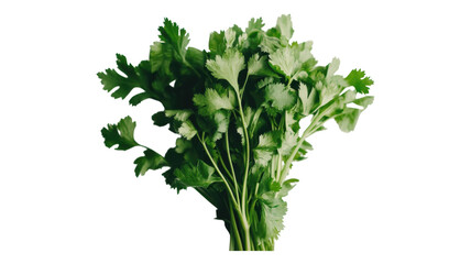 Fototapeta premium Fresh parsley bunch, green herbs, culinary leaves, food ingredients