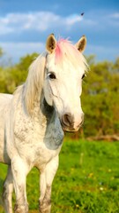 Fototapeta premium White horse in a field