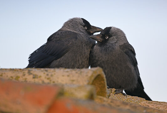 Pair of Eurasian jackdaws on rooftop in social interaction