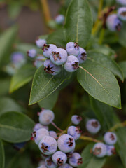 selbst angebaute Blaubeeren im Garten an einer blaubeerpflanze