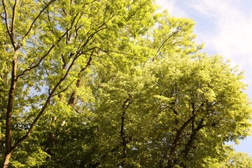 Beautiful trees with green leaves growing under blue sky, low angle view