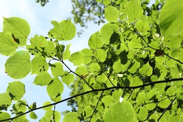 Beautiful tree with green leaves growing under blue sky, bottom view