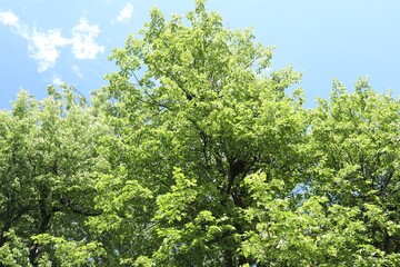 Beautiful trees with green leaves growing under blue sky, bottom view