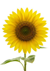 Fototapeta premium Large flowers Sunflower, yellow September campaign.