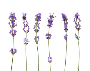 Naklejka premium Fragrant lavender flowers isolated on white, set