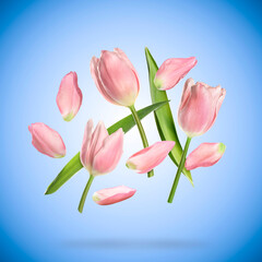 Beautiful pink tulip flowers and petals in air against blue background