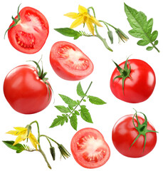 Fresh ripe tomatoes, blossoms and green leaves isolated on white, set