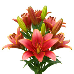 鮮やかな赤いユリの花束 透明な背景に咲き誇る つぼみと緑の葉のクローズアップ