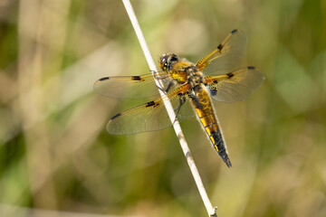 Vierfleck-Libelle