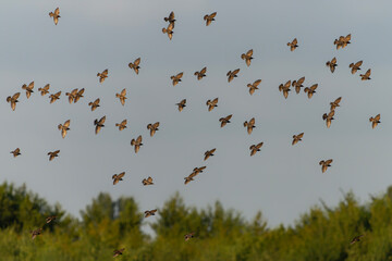 Beautiful flock of starlings (Sturnus vulgaris), Gelderland in the Netherlands. 