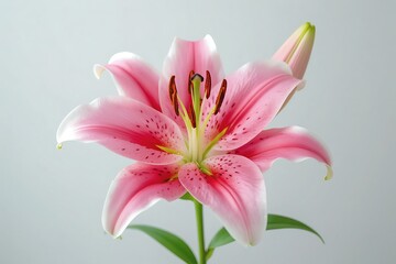 Naklejka premium Elegant Pink Lily Blossom, Soft Light, Floral Still Life