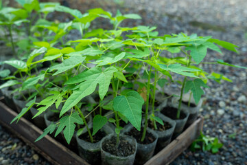 papaya plant seeds