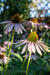 Close-up of a blooming purple coneflower (Echinacea purpurea) in summer garden, with vibrant petals...
