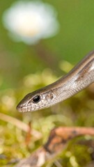 Obraz premium Close-up of a slender lizard