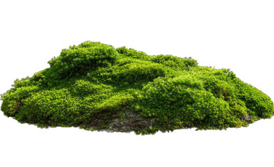 Obraz premium Lush green moss mound (1)