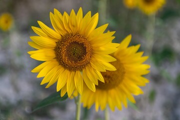 Fototapeta premium A vibrant field of sunflowers glowing under the golden African sun, their yellow petals facing the light, symbol of life, joy, and endless summer beauty