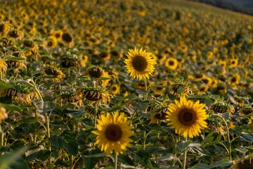 Obraz premium A vibrant field of sunflowers glowing under the golden African sun, their yellow petals facing the light, symbol of life, joy, and endless summer beauty