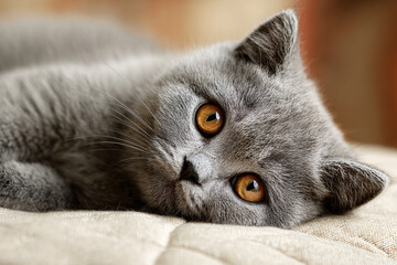 Close up of a beautiful grey British Shorthair kitten with golden eyes