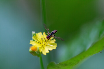 Barba-de-falcão (Youngia japonica). Flor amarela.