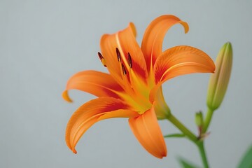 Vibrant Orange Daylily Blossom, Soft Light, Close-Up