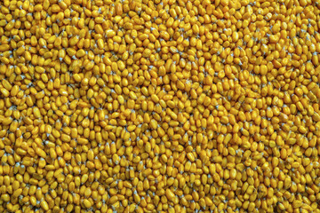 Corn kernels are vibrant source of biofuel showcasing their potential in sustainable energy