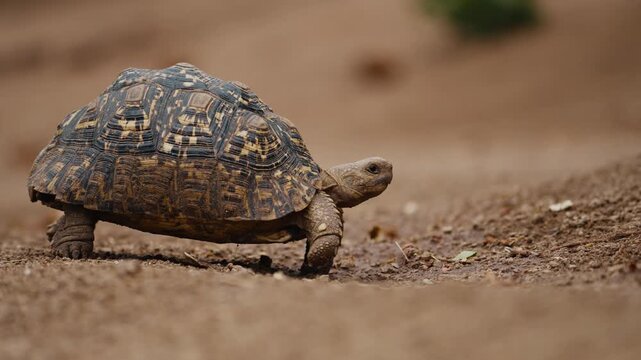 Close up of a tortoise walking slowly in Gonarezhou National Park, Zimbabwe. Telephoto shot capturing details of its shell and movement