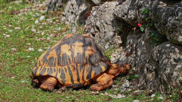 The radiated tortoise, Astrochelys radiata. This species is Critically Endangered and native to and most abundant in southern Madagascar.