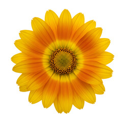 Fototapeta premium イエローオレンジ色の鮮やかな花の中心部クローズアップ 透明な背景に分離 開花中のマクロ撮影