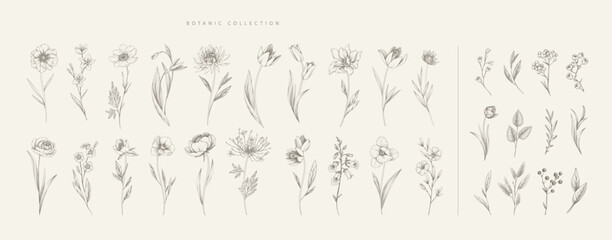 Set of detailed various flowers and foliage, intricate details and delicate forms. Hand drawn vector illustration with elegant botanical elements for invitation, save the date card