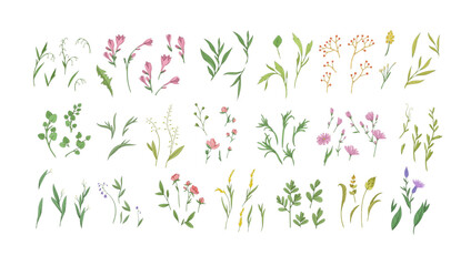 Floral set with colorful wild flowers and elegant branch. Botanical foliage for wedding invitation or wall art. Vector illustration