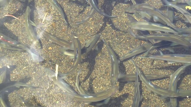 鮎の釣り堀