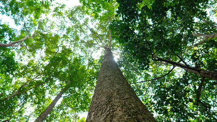 Nature Concept: Forests, Habitats, Environment, and Sustainability
