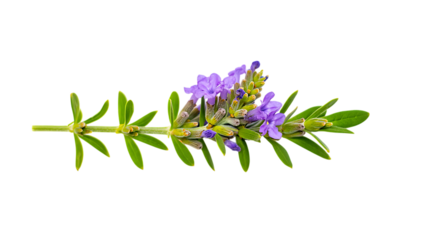 Fresh lavender herb with purple flowers isolated on transparent background