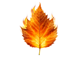 Burning leaf isolated on transparent background, capturing the essence of autumn, the fiery transition of seasons, and the beauty of natures cycle