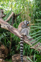 Lemur eating on tree branch in lush green forest habitat. World Lemur Day