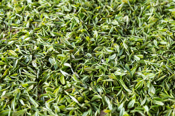 Close-up of freshly harvested tender high quality longjing tea leaves buds being aired on trays to dissipate excess moisture before pan-frying.