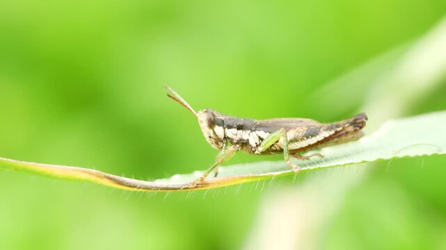 Cattail Toothpick Grashopper