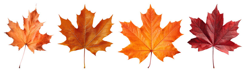 Obraz premium PNG Vibrant autumn maple leaves variety, element set on transparent background