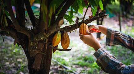 Close-up hands of a cocoa farmer use pruning shears to cut the cacao pods or fruit ripe yellow...