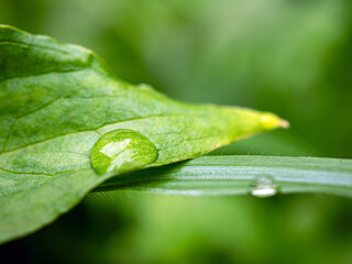 Macro image of water droplets on green leaves, close-up of rainy season drops rainwater on the grass