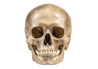 Close-up of a human skull, front view.  Full skull, light beige color,  showing facial features, teeth.  Detailed anatomical structure