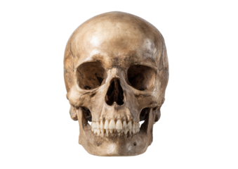 Full human skull, front view, natural light