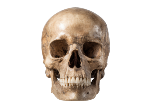 Full human skull, front view, natural light
