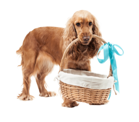 Cocker Spaniel Holding Gift Basket With Blue Bow