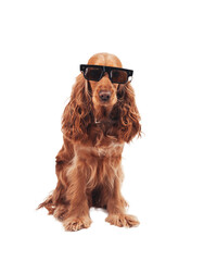 Cocker Spaniel in Sunglasses on Transparent Background