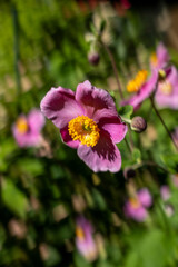 Obraz premium Close-up of a pink Japanese anemone flower with yellow center, blooming in the garden on a sunny day.